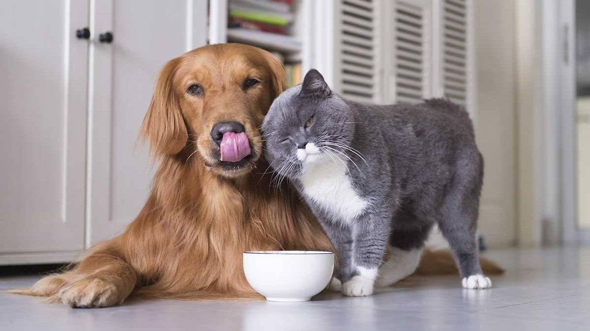 Pet Care Products